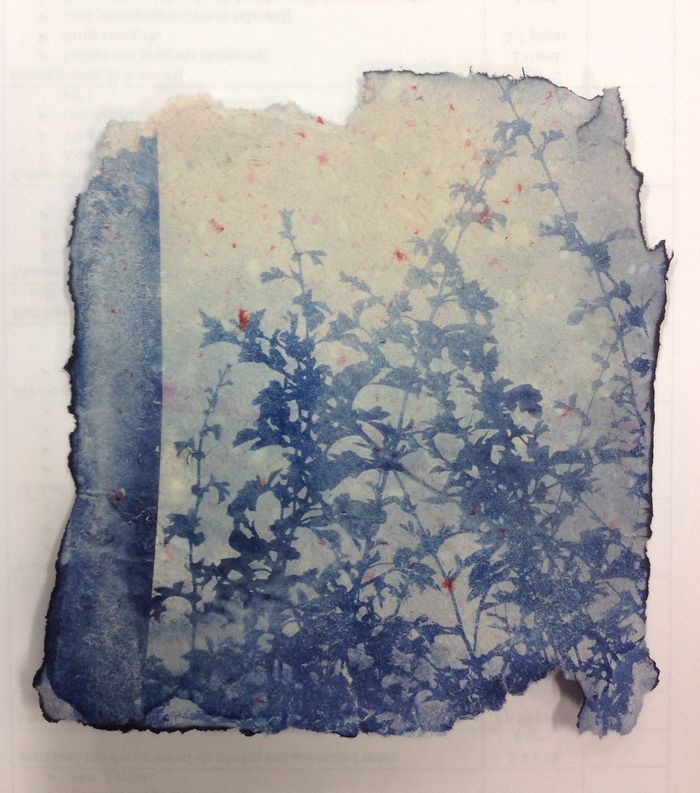 cyanotype